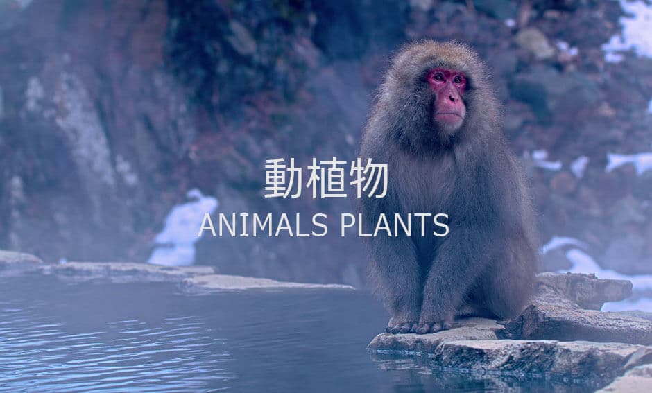 動植物ジャンルの8K映像