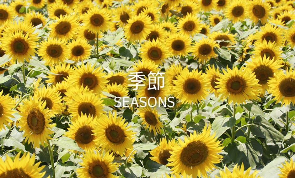 季 節ジャンルの8K映像