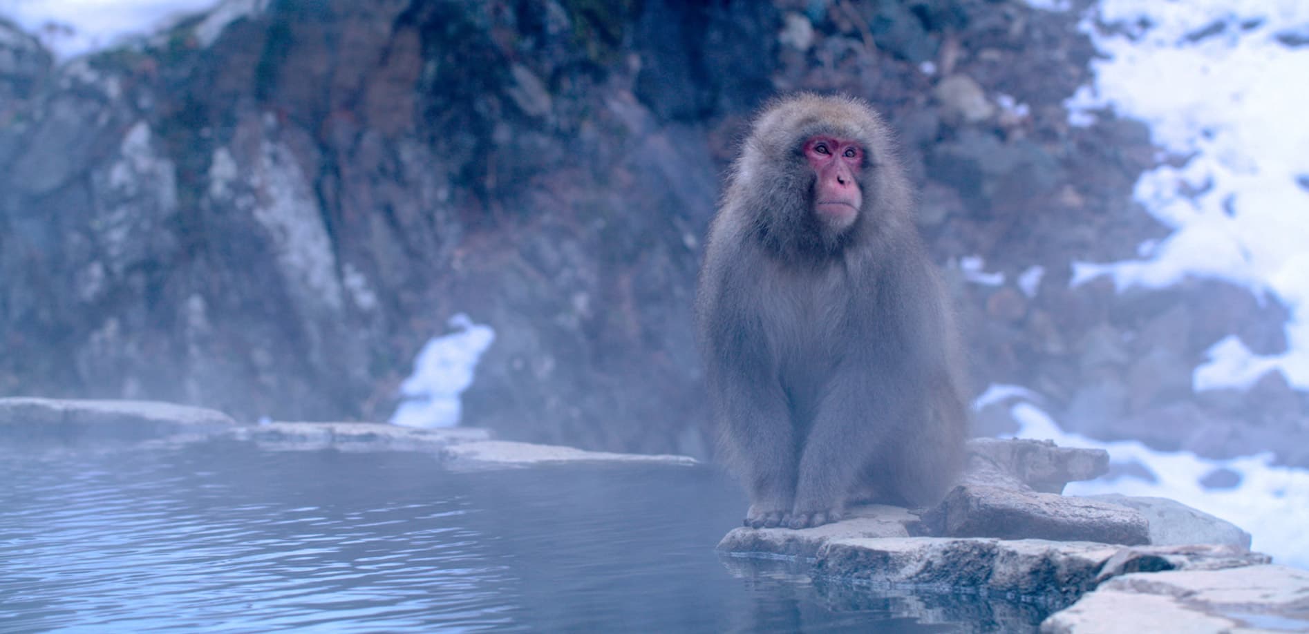 地獄谷野猿公苑の温泉に入らない猿たち_8K