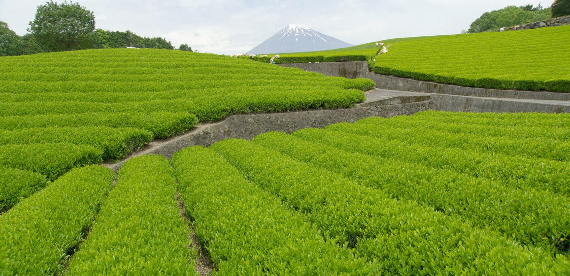 摘採適期、新緑の茶畑と富士_8K