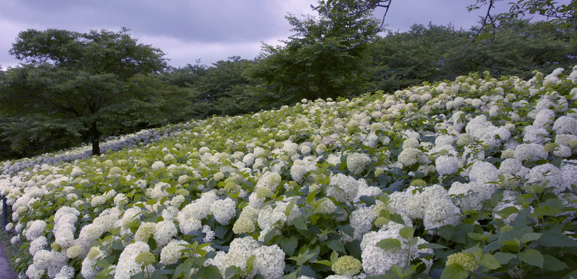 彩り豊かな紫陽花の共演_8K