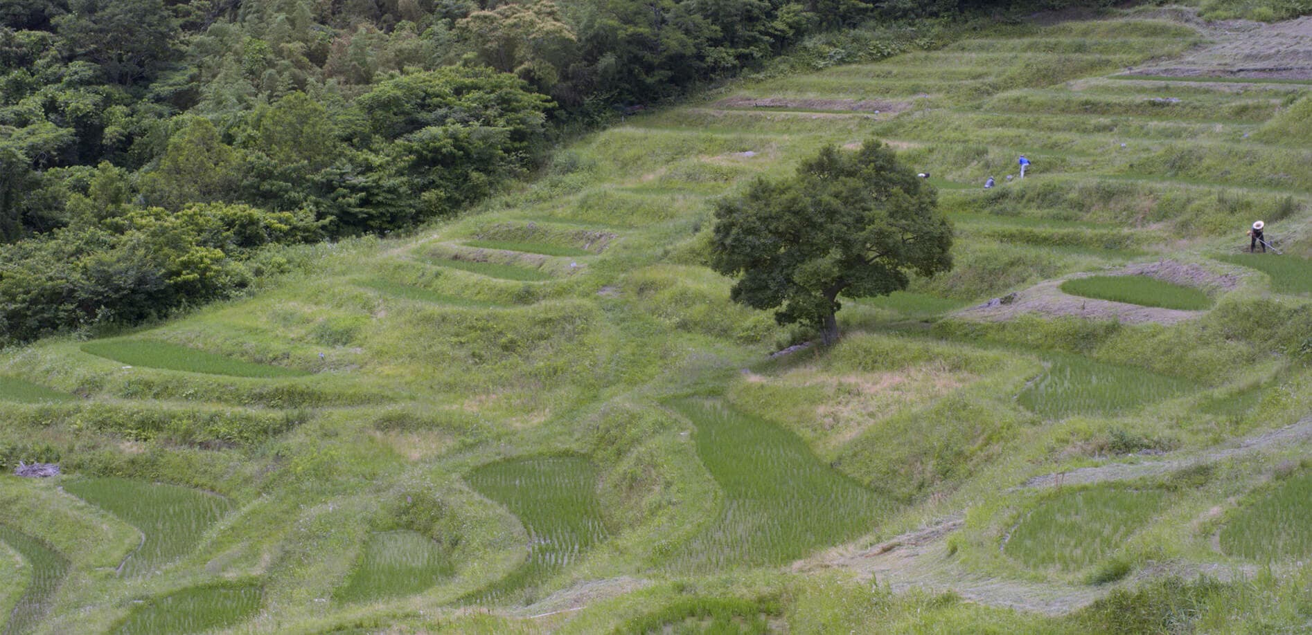 新緑映える大山千枚田_8K