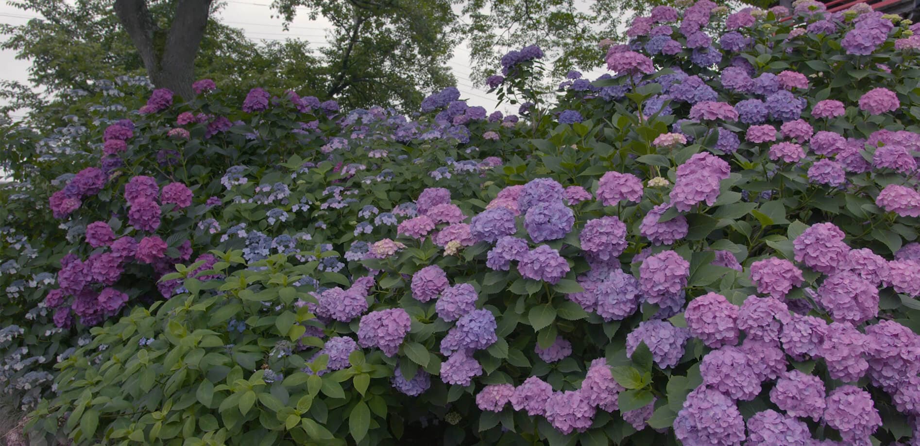 鐘楼とあじさいに心癒されて_8K