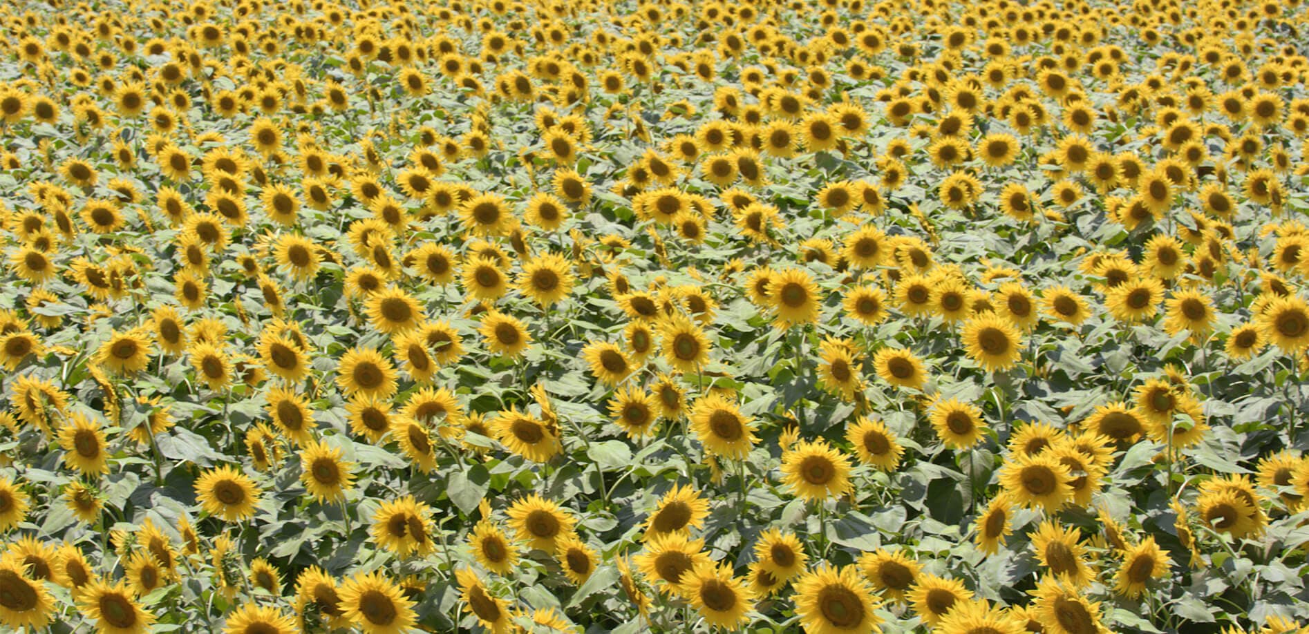 大輪！満開！明野のひまわり_8K