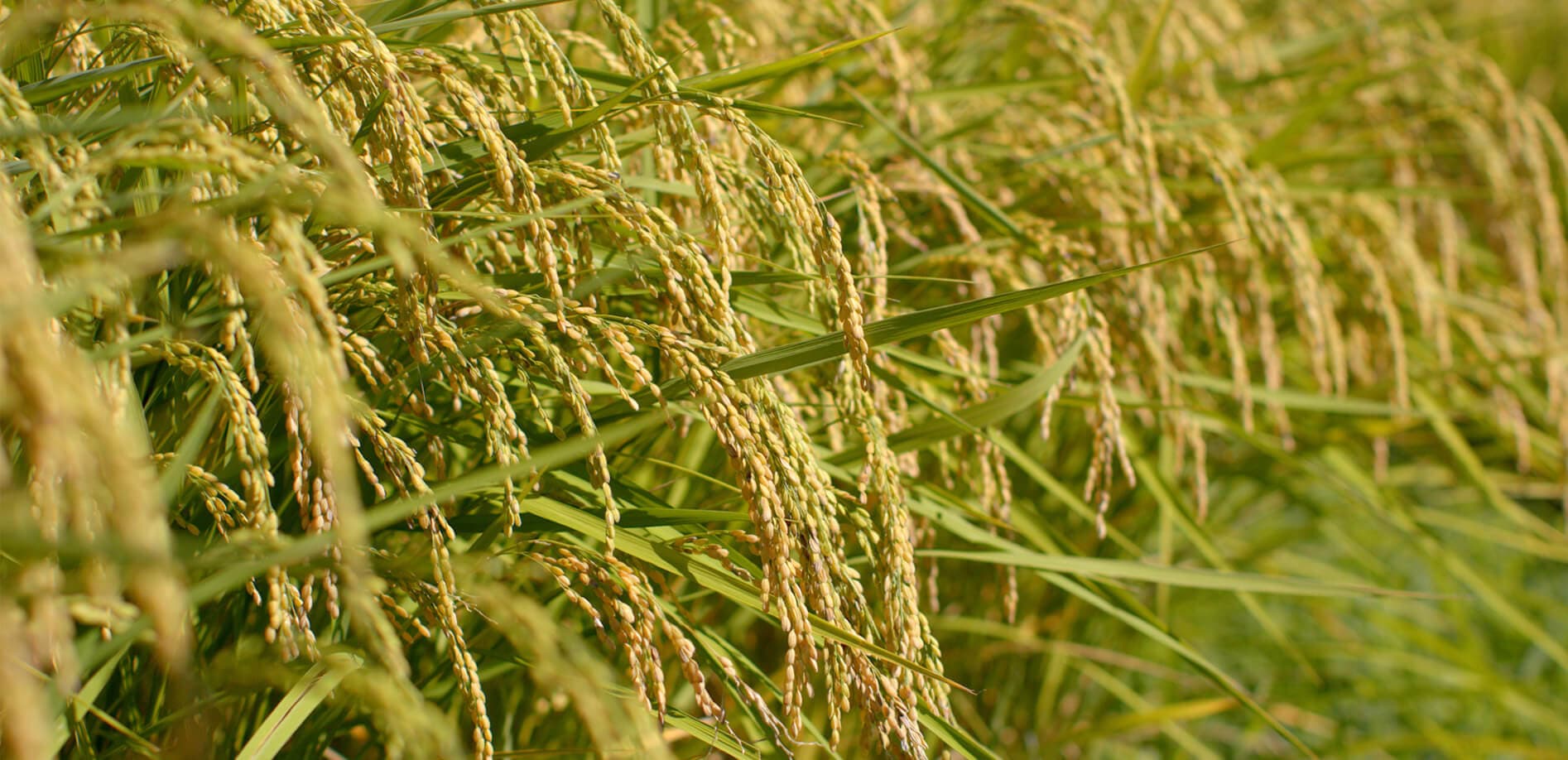 黄金色のきらめき、収穫待つ稲穂_8K