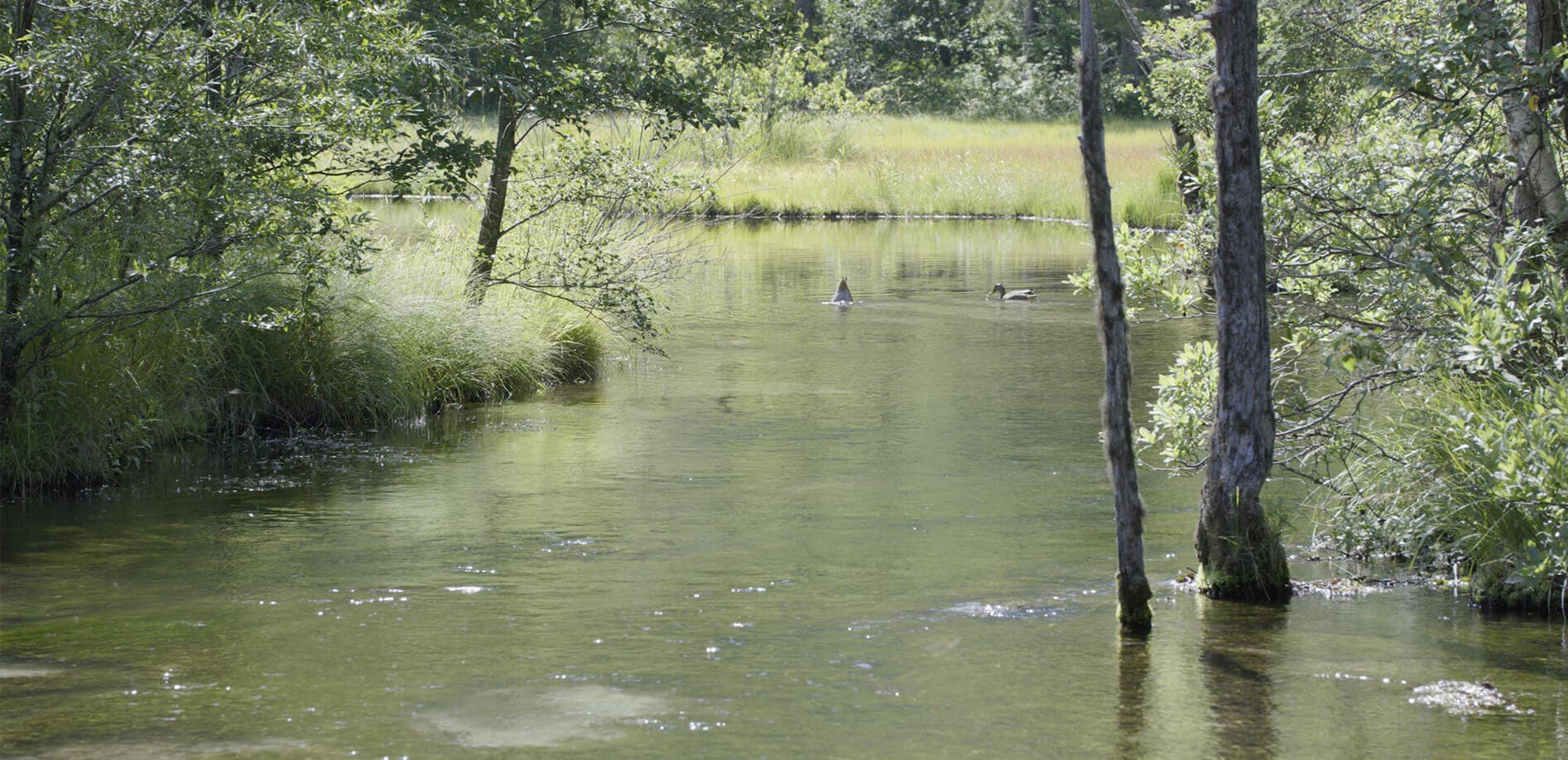 悠久への誘い、田代湿原・田代池_8K