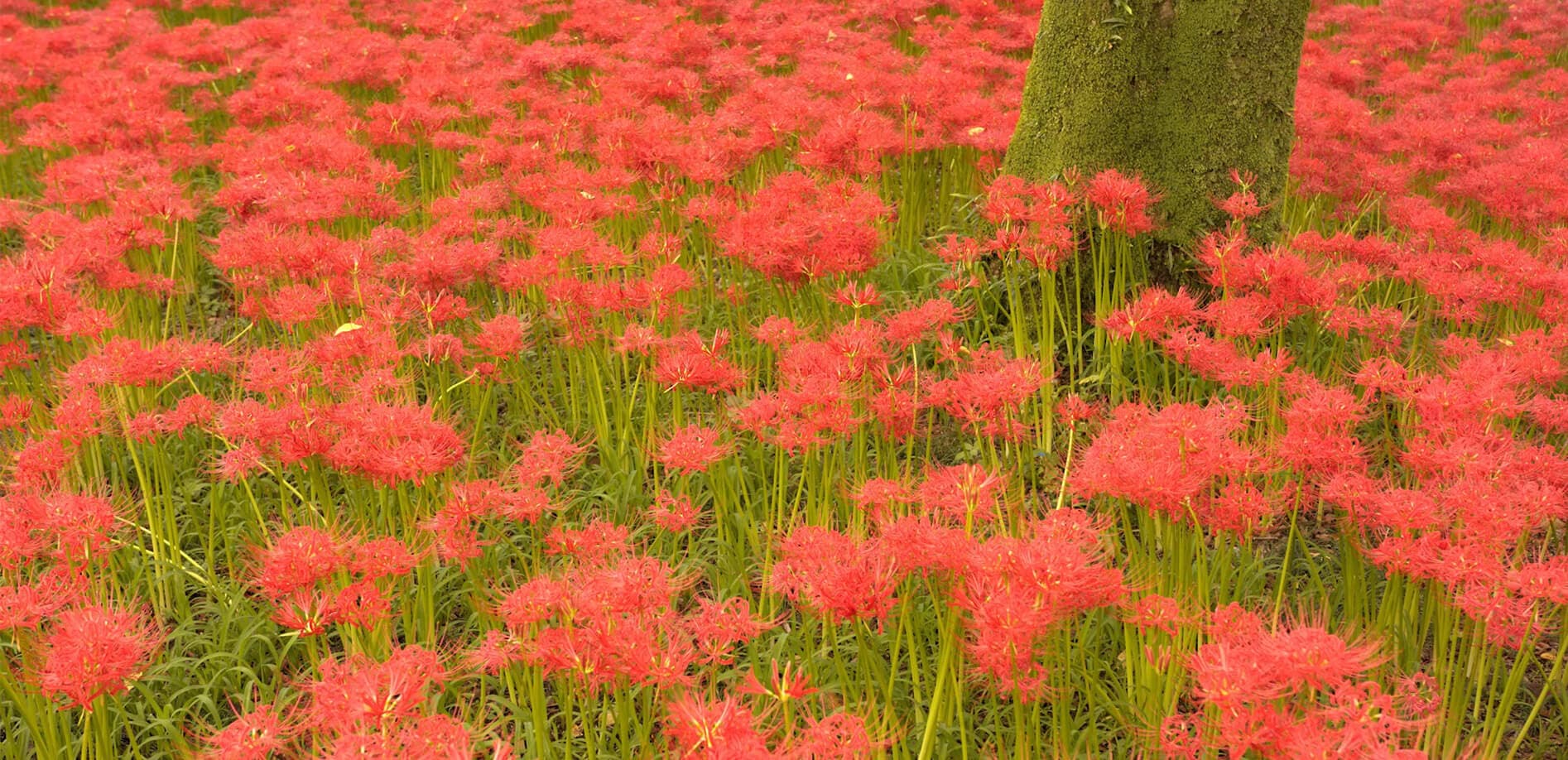 赤色満開！巾着田の曼珠沙華_8K