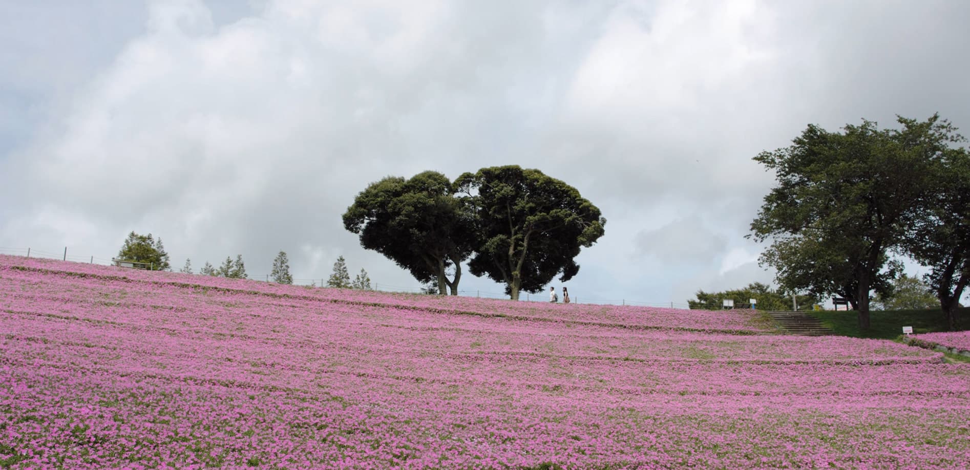 風渡る風景、千葉富津市より_8K