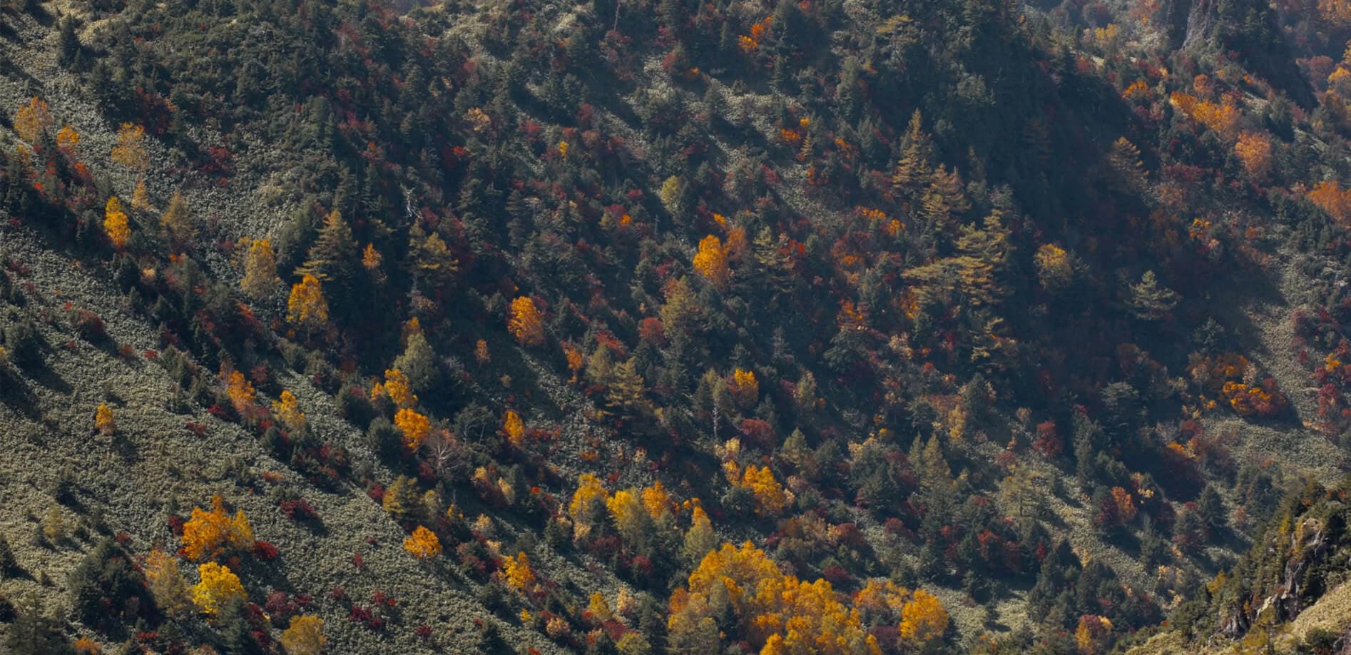 秋到来！横手山“のぞき”周辺_8K
