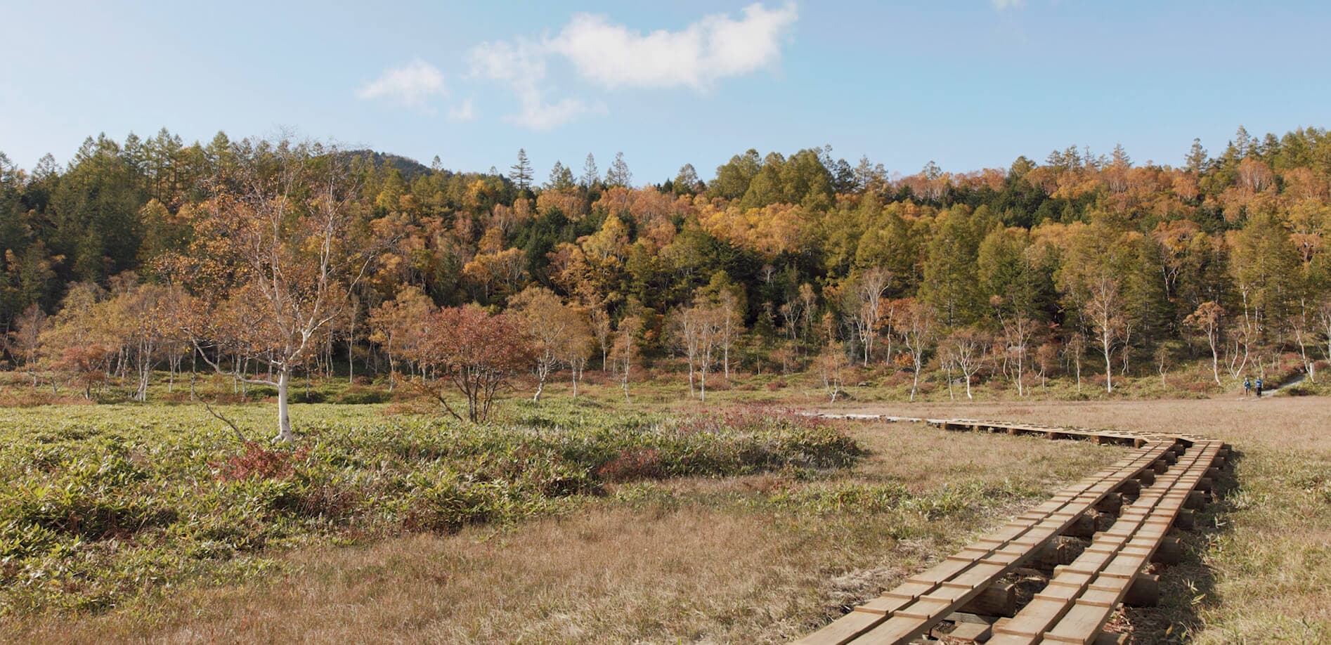 長野県天然記念物・田ノ原湿原_8K