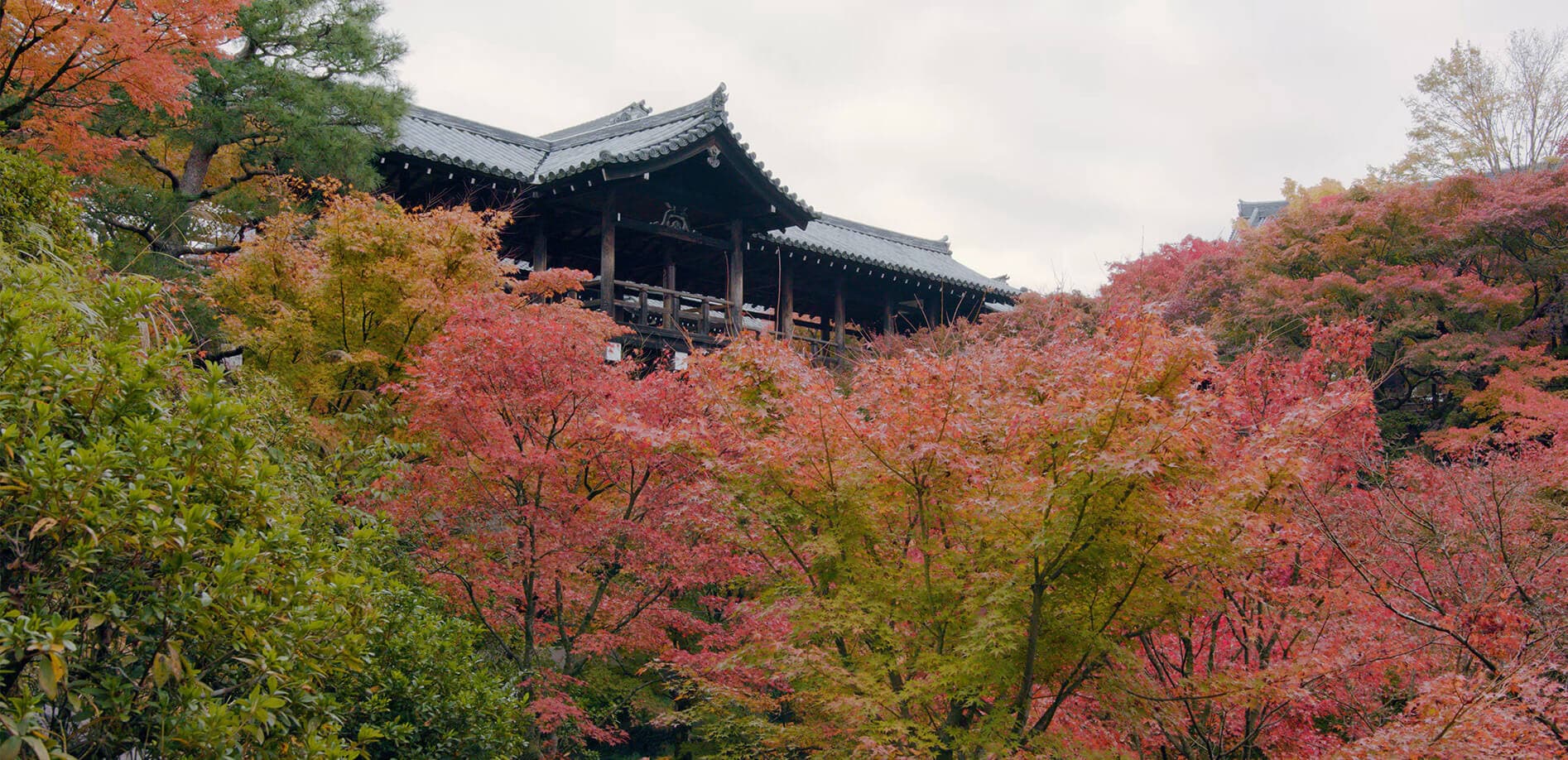 京都、紅葉の名所の伽藍面_8K