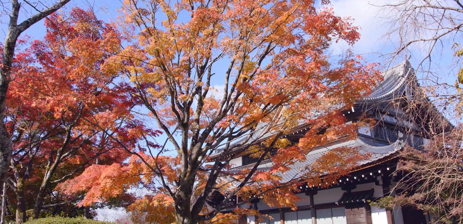 京都東山 青龍殿の紅葉_8K