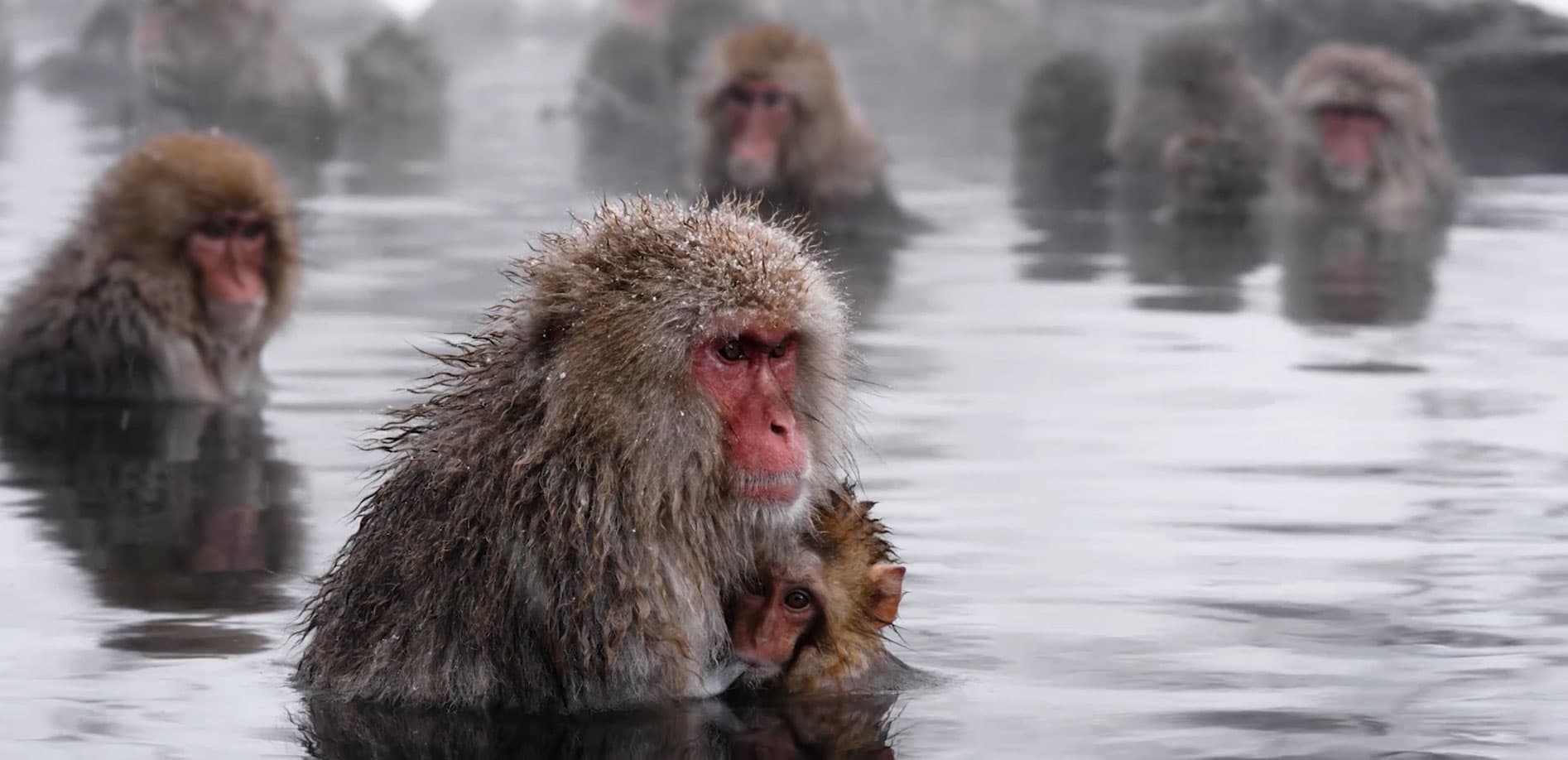 地獄谷野猿公苑、温泉に入る猿_8K
