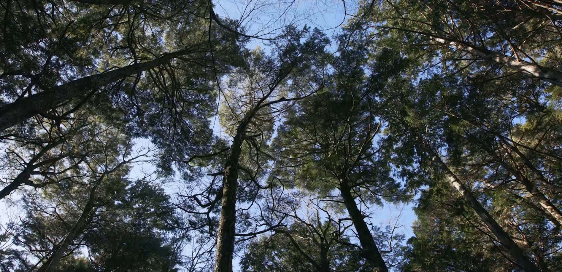 世界文化遺産、青木ヶ原樹海_8K