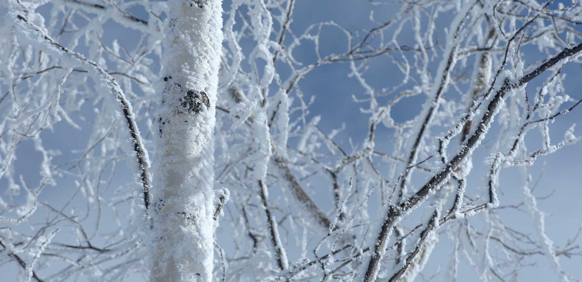 志賀高原の壮観！雪景色_8K