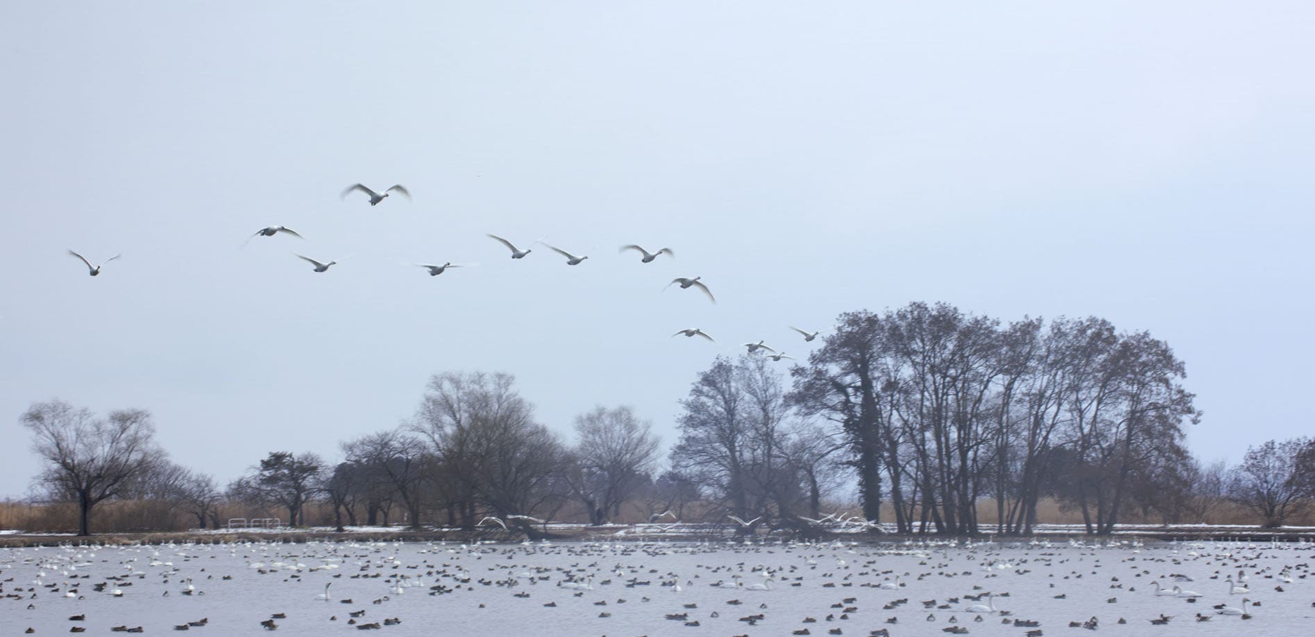白鳥の舞い降りる場所、瓢湖_8K