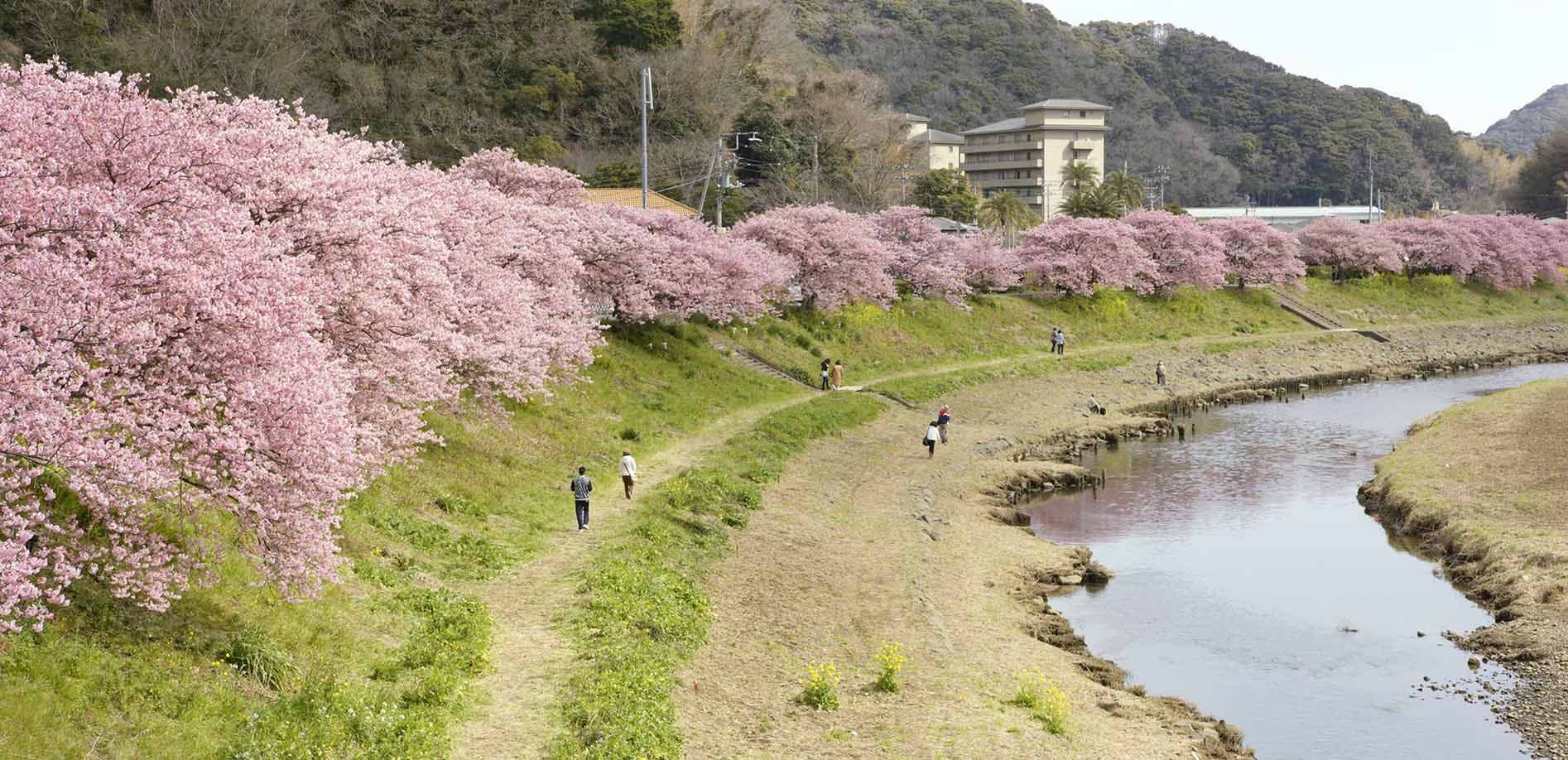 南伊豆、河津桜と菜の花の絶景_8K