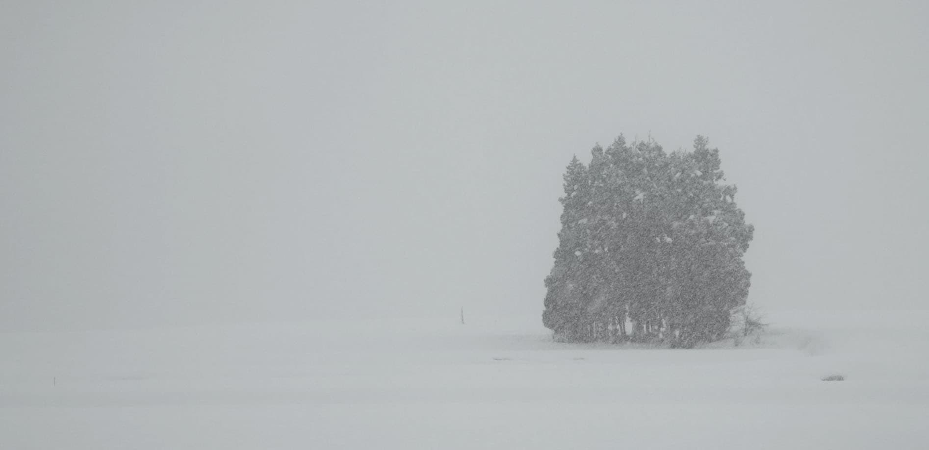 池ヶ原のはさ木、雪景色