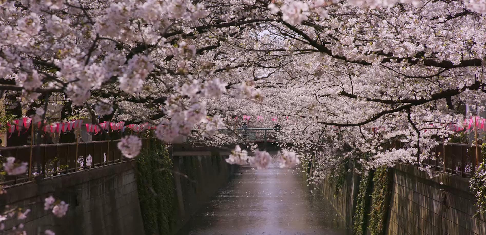 花満開！東京、目黒川沿いの桜_8K
