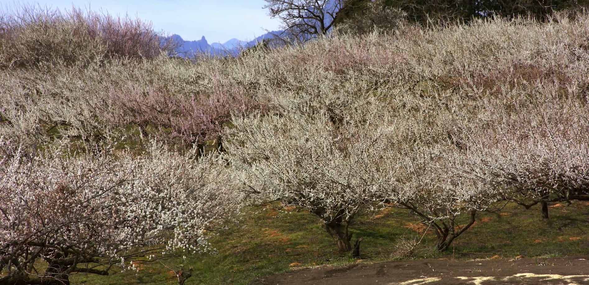 春を告げる花、秋間梅林_8K