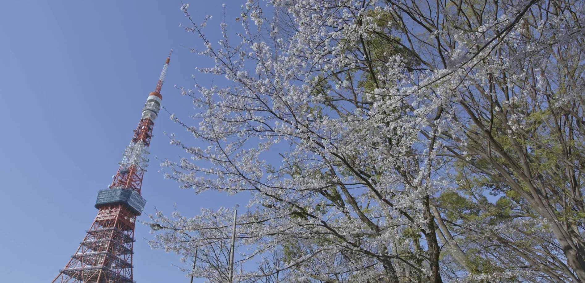 満開の桜、東京都内各所にて_8K