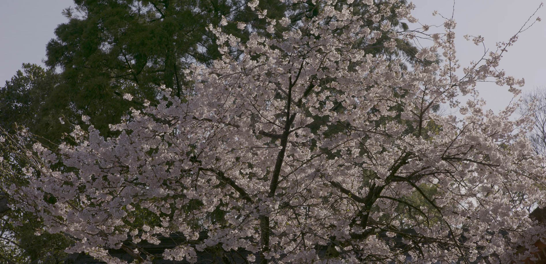京都の国宝、石清水八幡宮と桜_8K