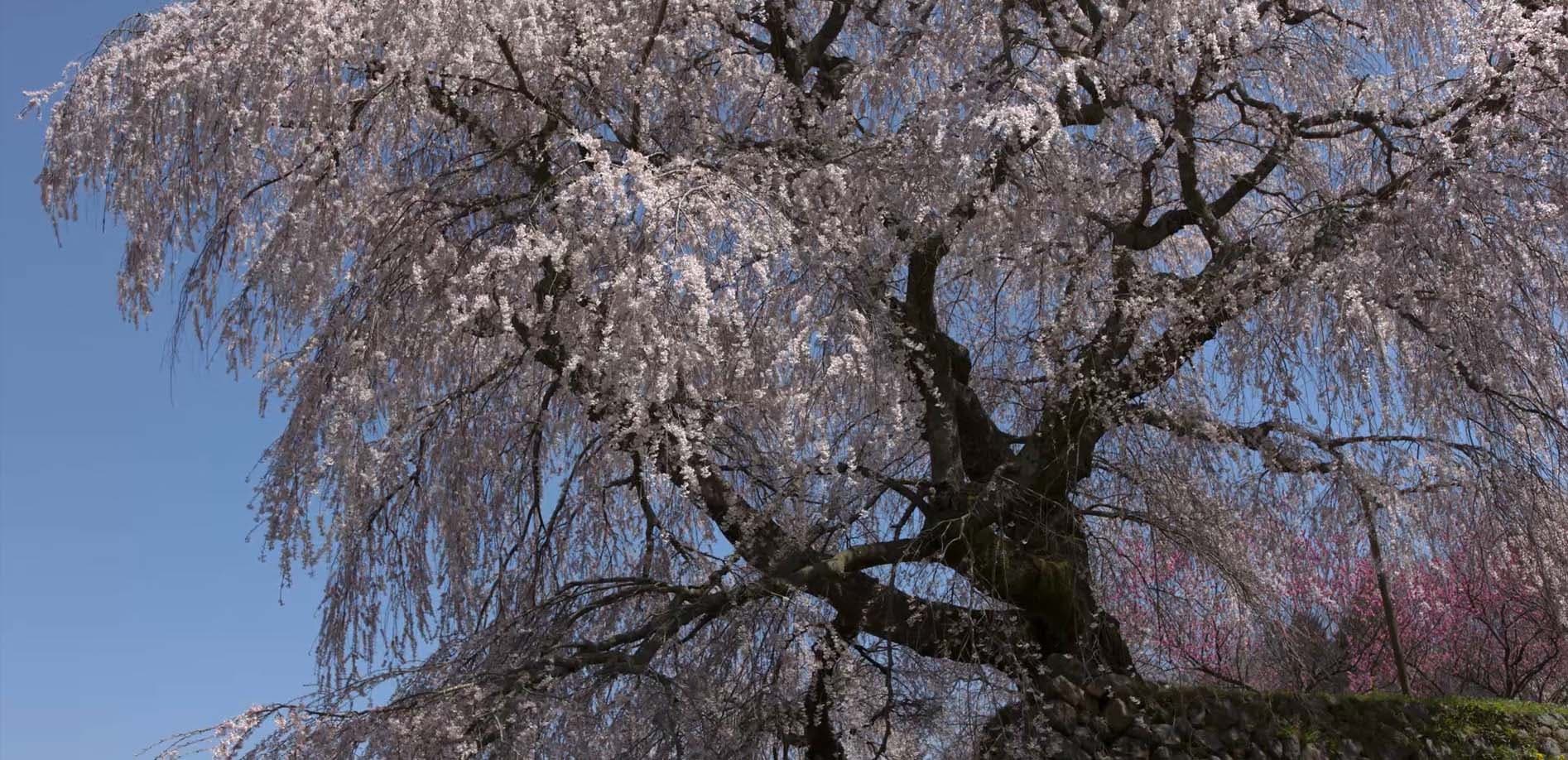 風を感じて、奈良の又兵衛桜_8K