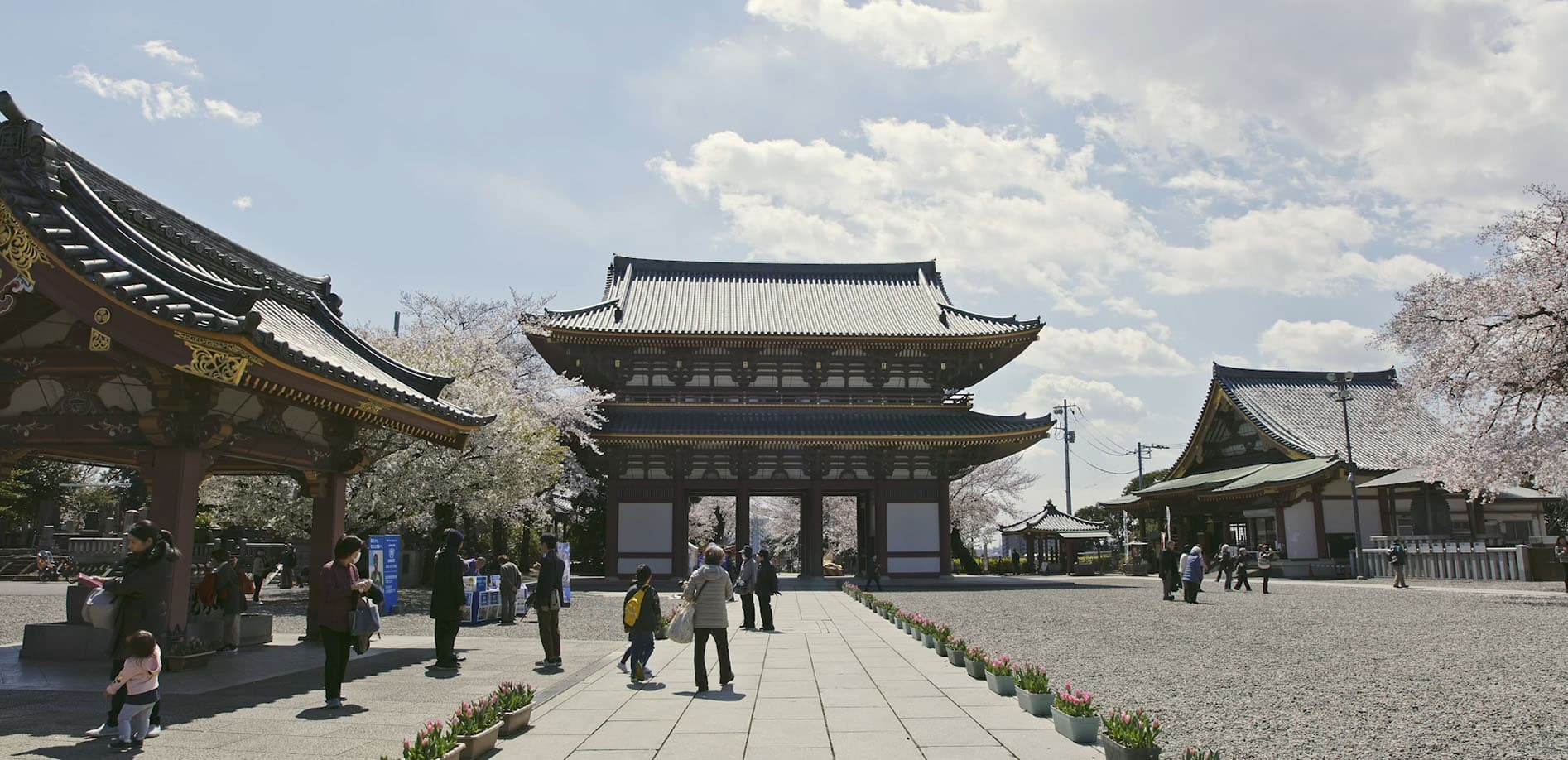 東京の桜、池上本門寺_8K