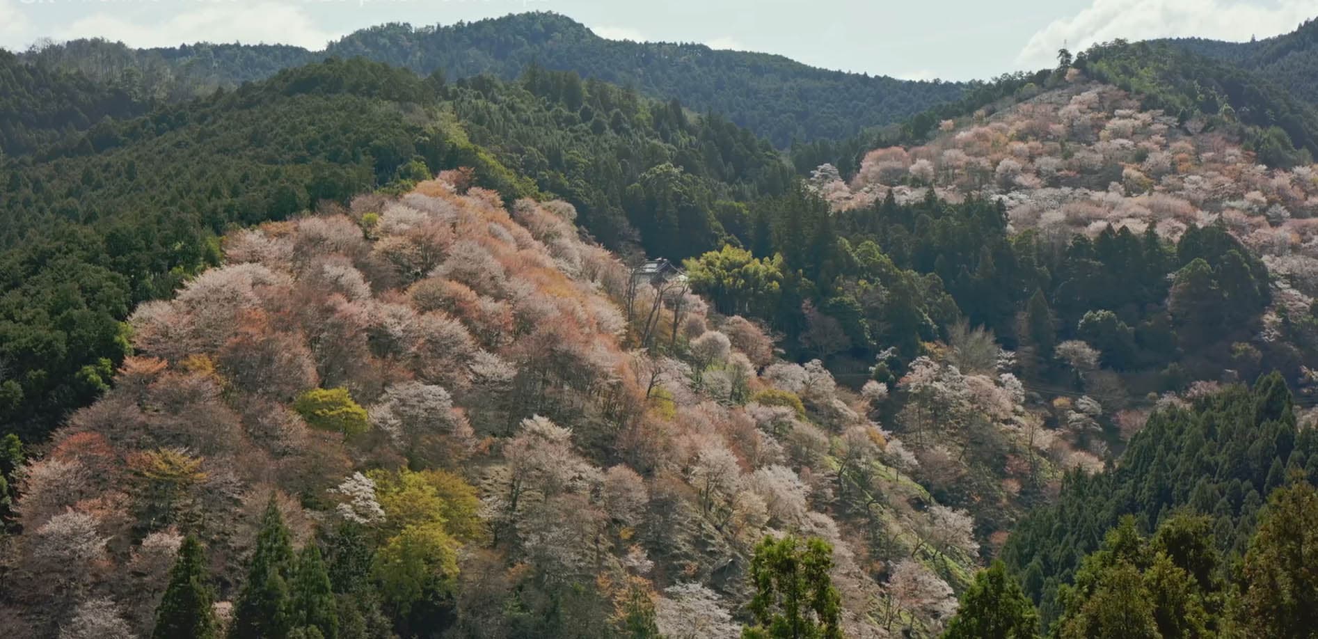 桃色絵巻、山を彩る吉野の桜_8K