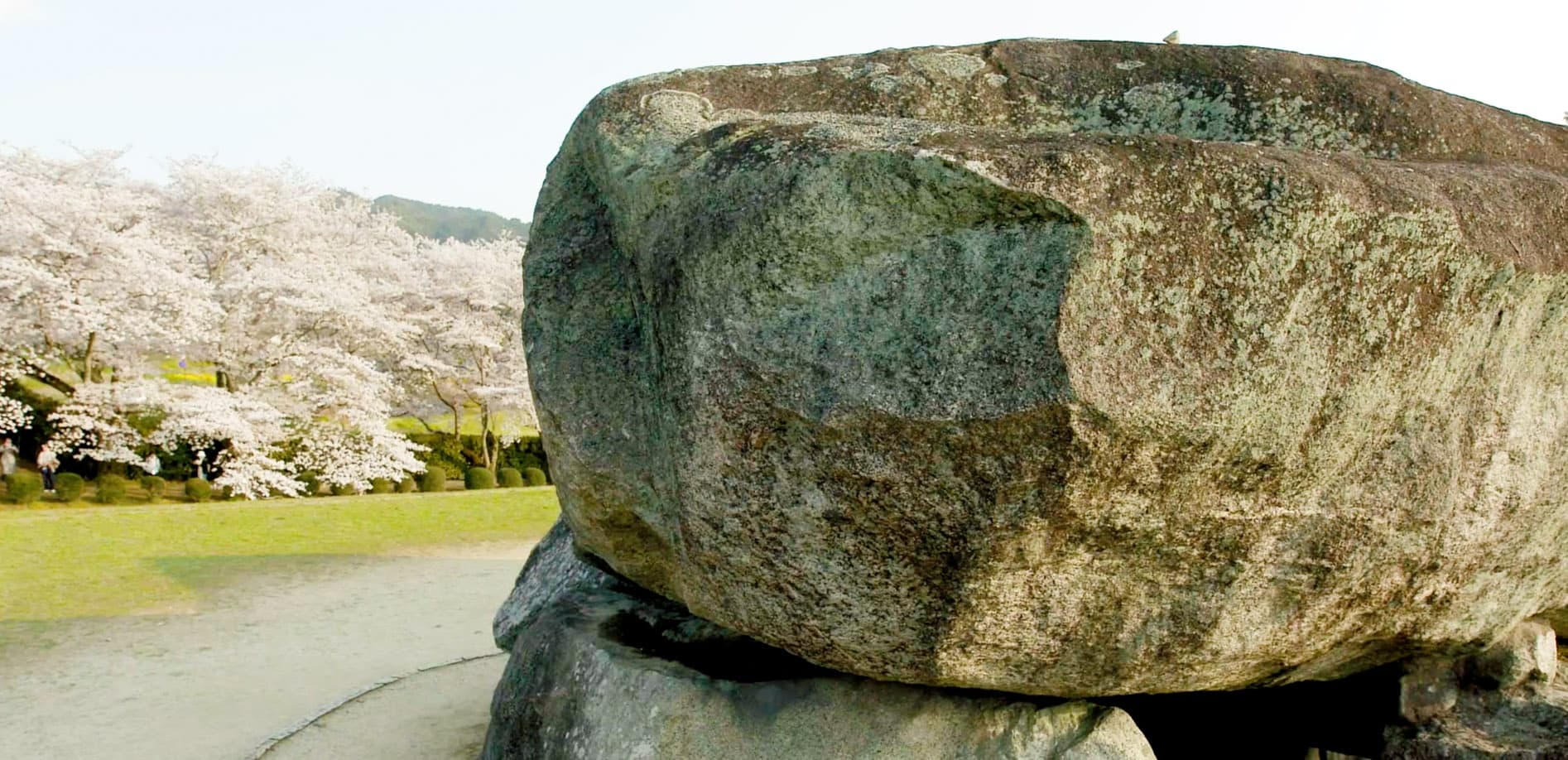 1400年の歴史・奈良 石舞台古墳と桜_8K