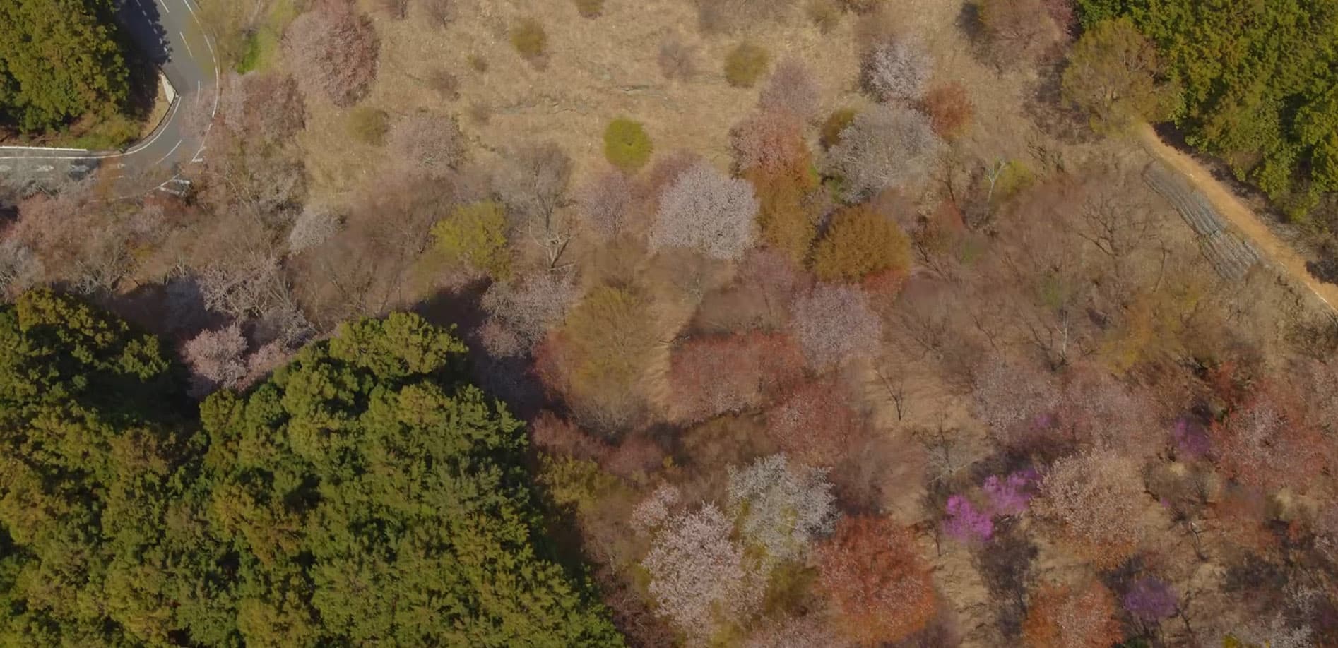 DRONE_奈良・吉野の桜_8K