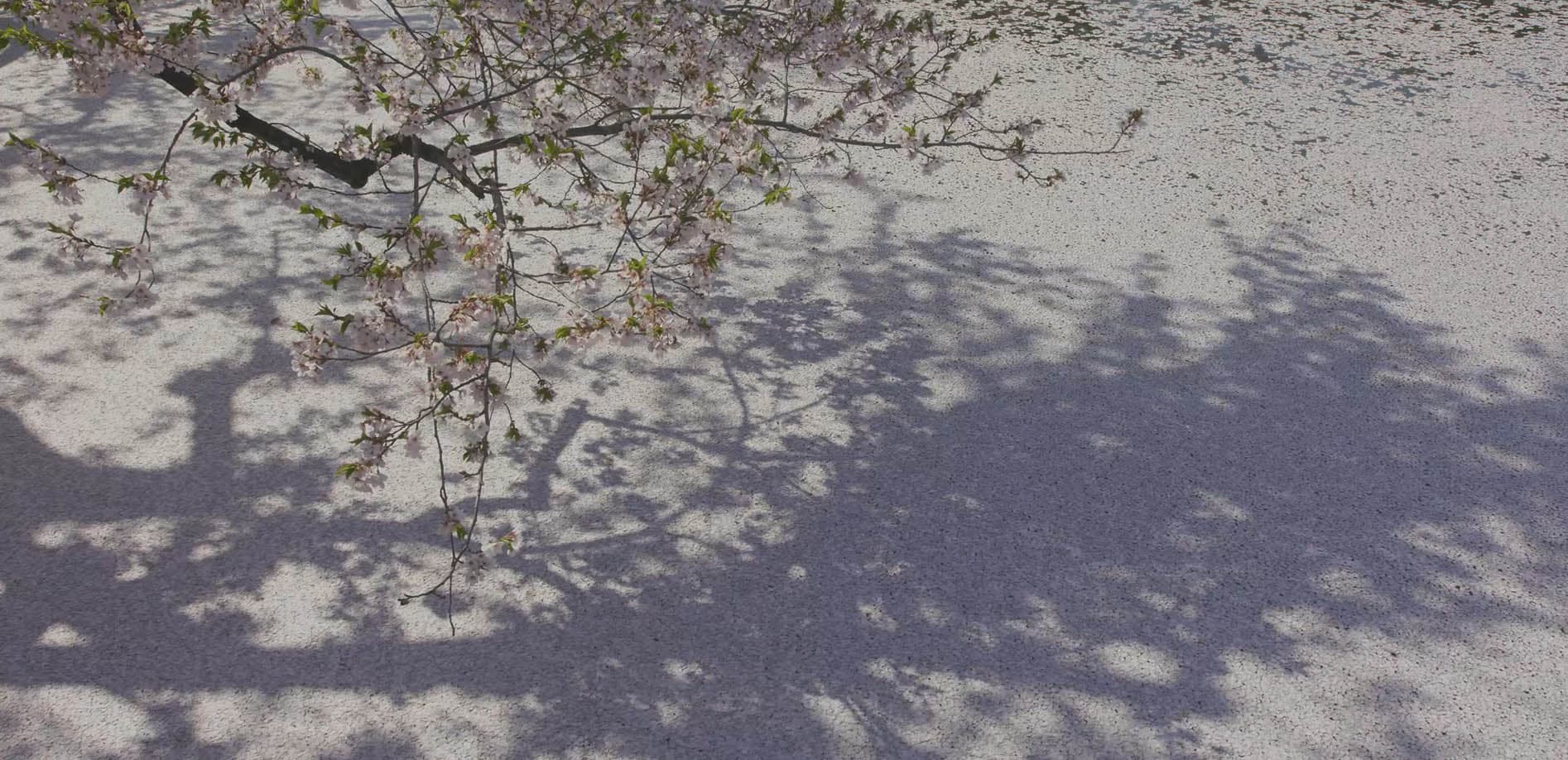 水面に踊る花びら、青森・弘前公園の花筏_8K