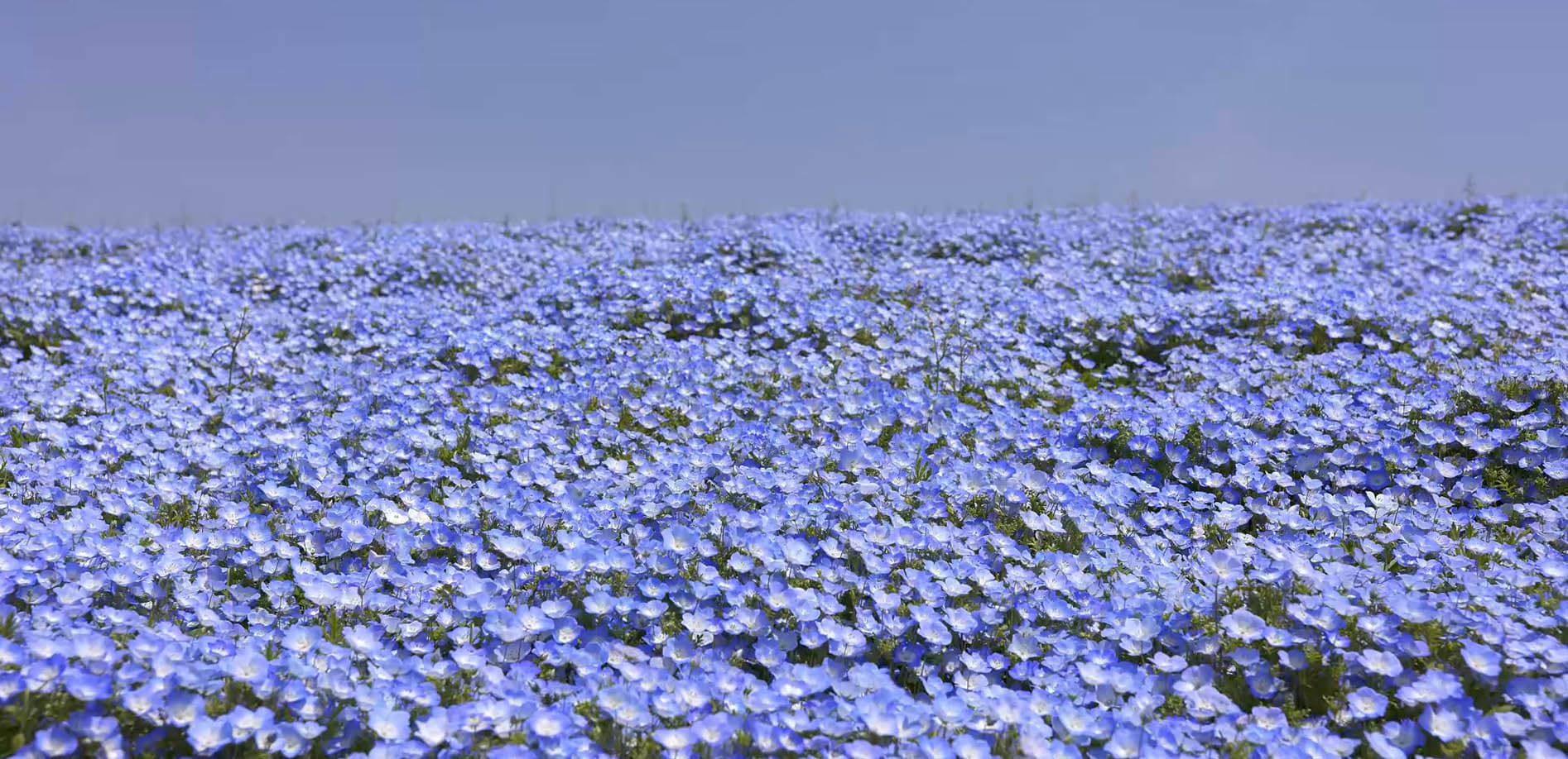 ネモフィラ・ブルー、ひたち海浜公園_8K