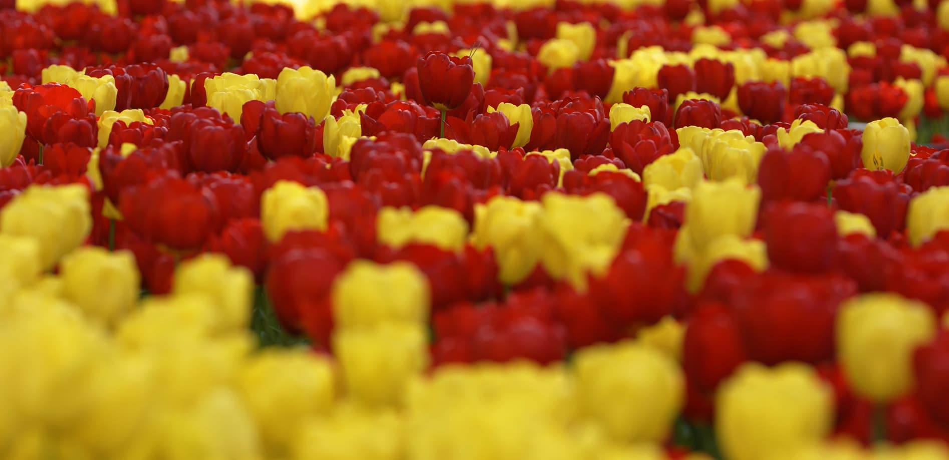 ひたち海浜公園_チューリップワールド_8K