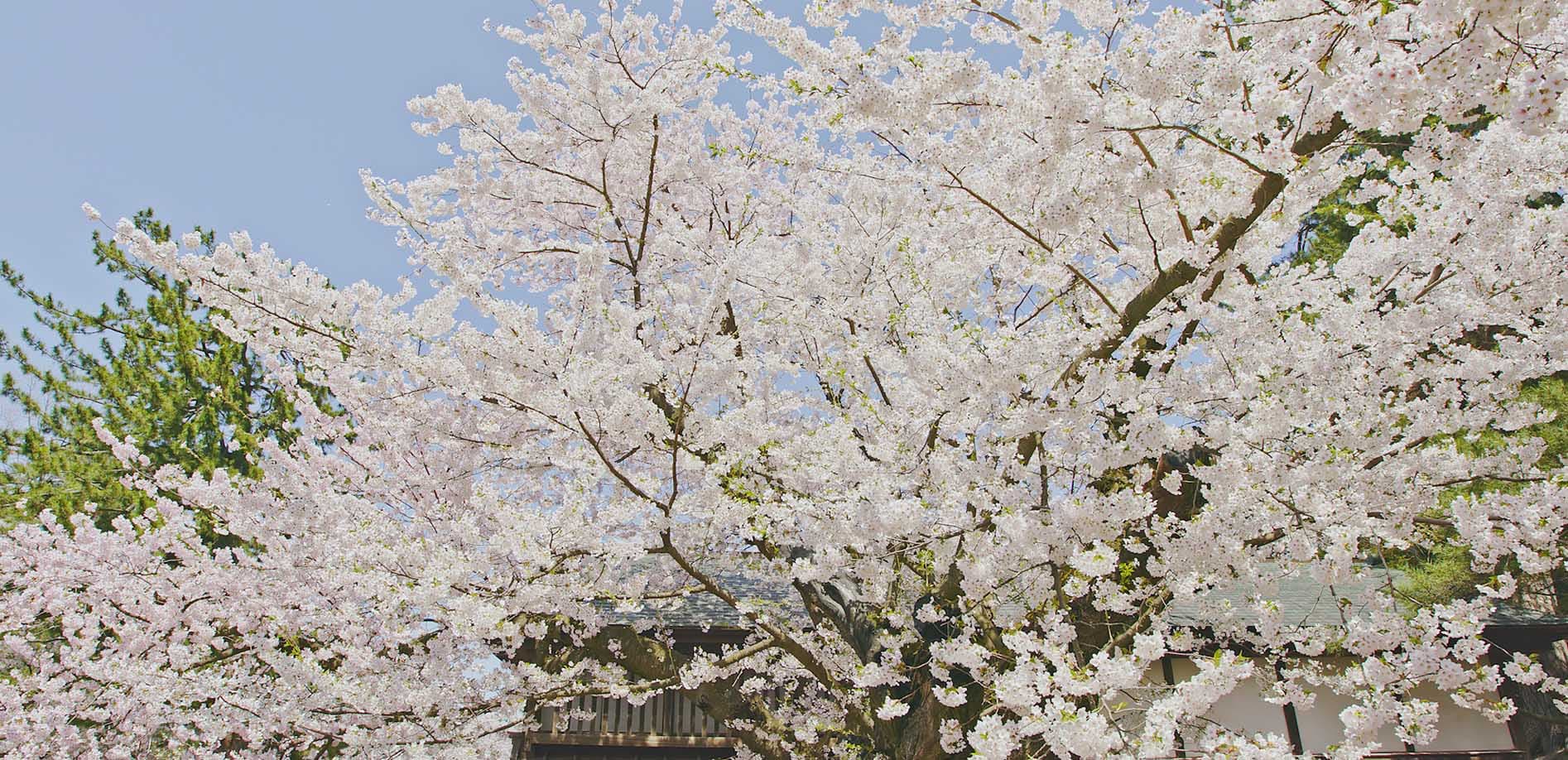 弘前公園_古木名木・ソメイヨシノ_8K