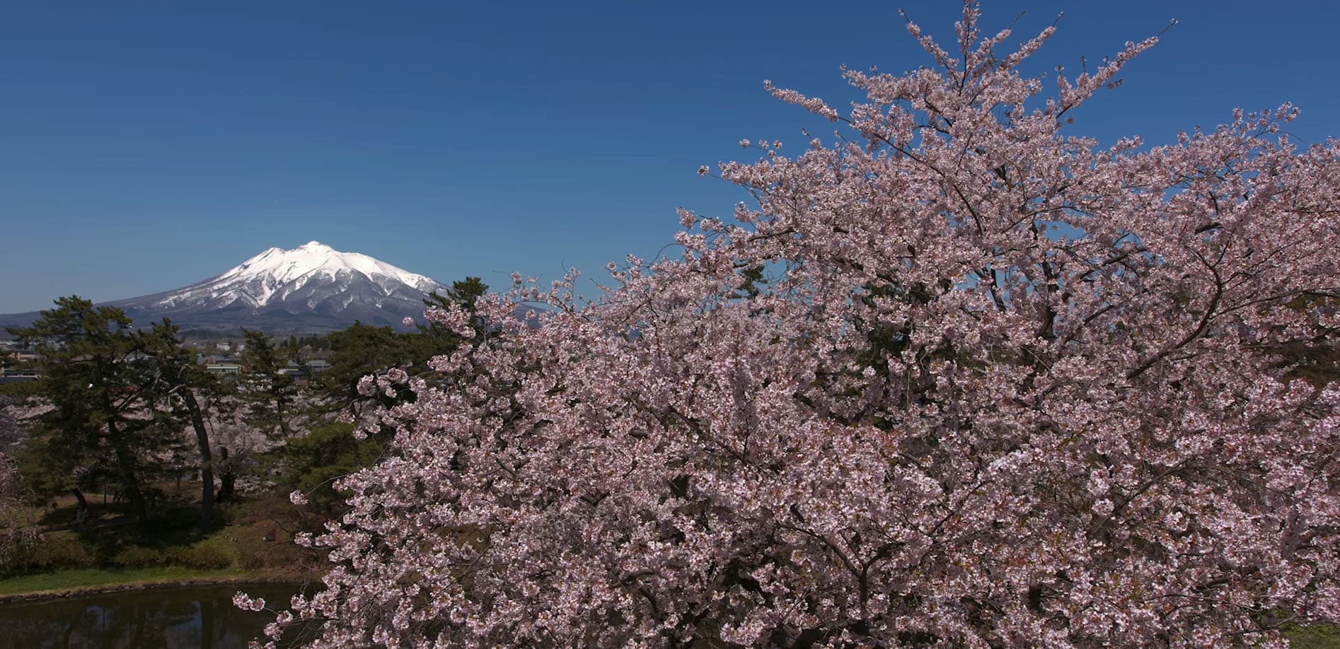東北て?唯一残る天守閣、弘前城_8K