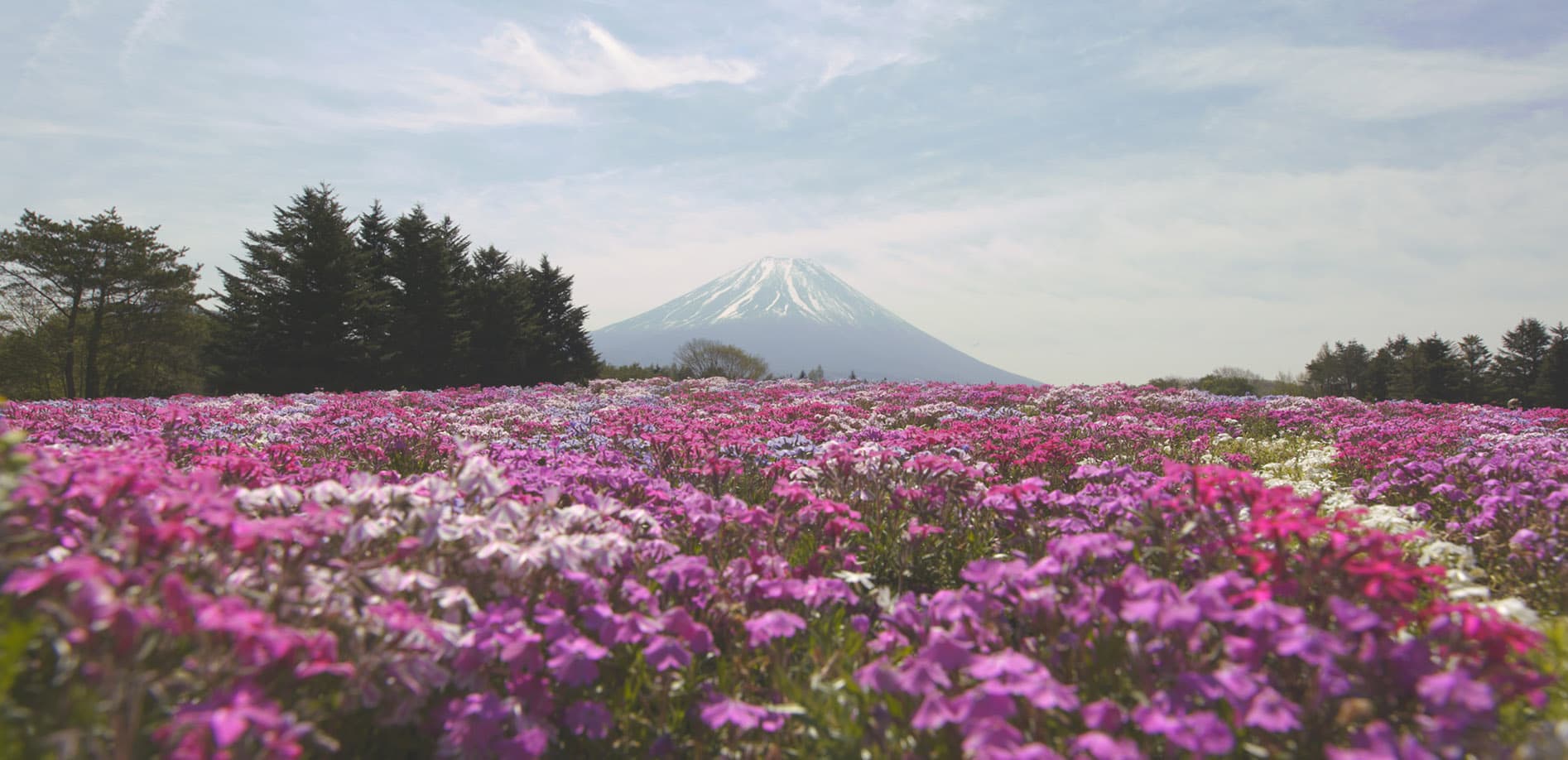 ピンクの祭典、富士芝桜まつり_8K