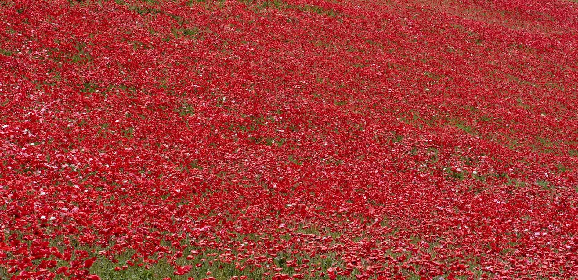 赤い絨毯、天空のホ?ヒ?ー_8K