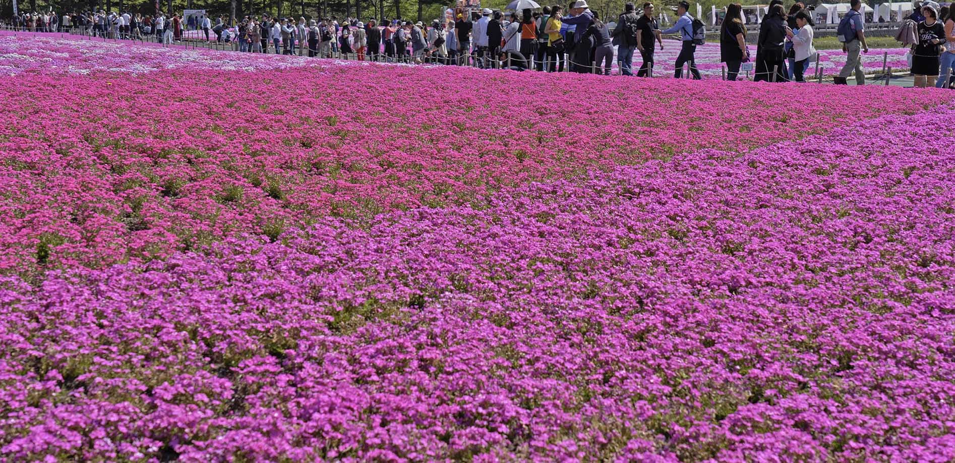 TL_富士芝桜まつり_8K