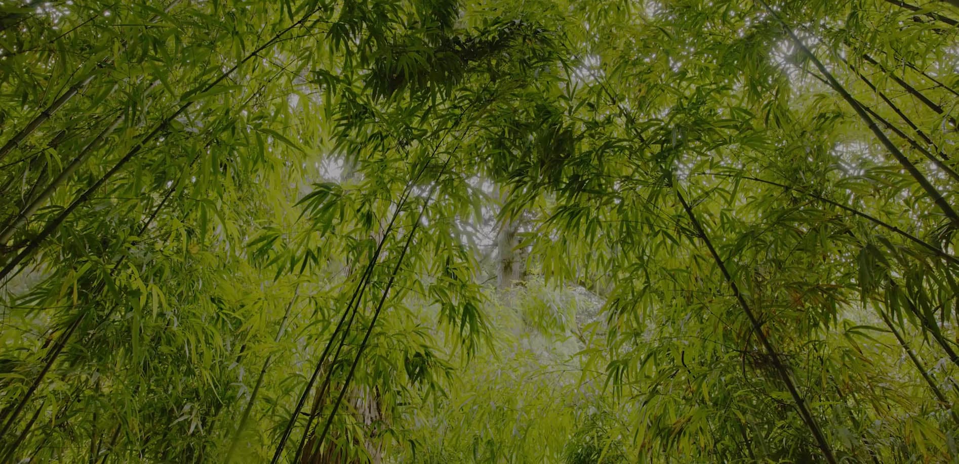鎌倉・雨の浄智寺と竹林の小径_8K