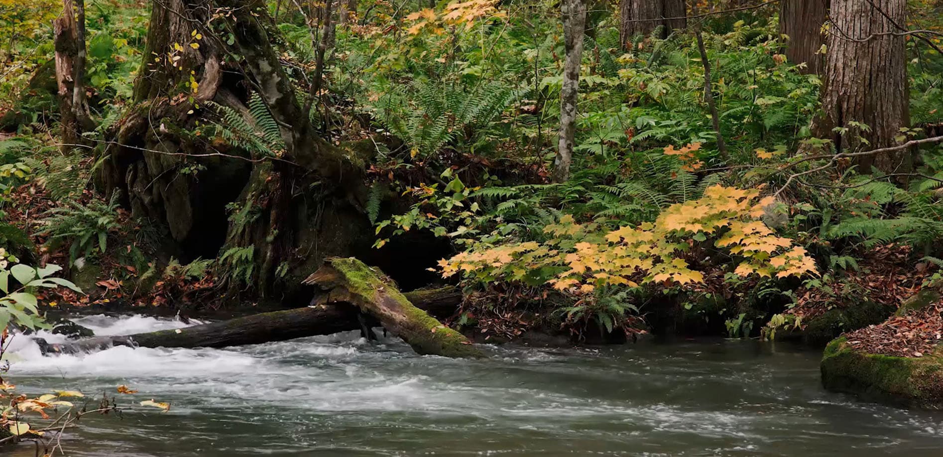 白駒池・苔の森_8K
