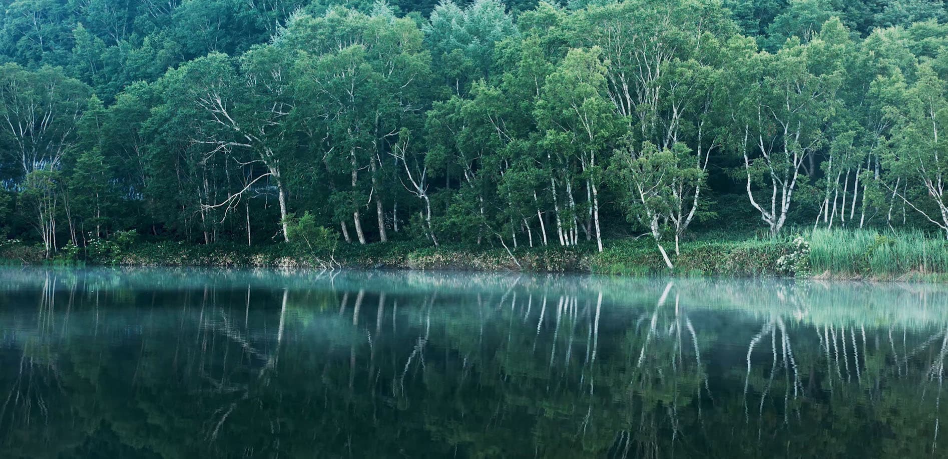 朝の光差す、志賀高原・木戸池_8K