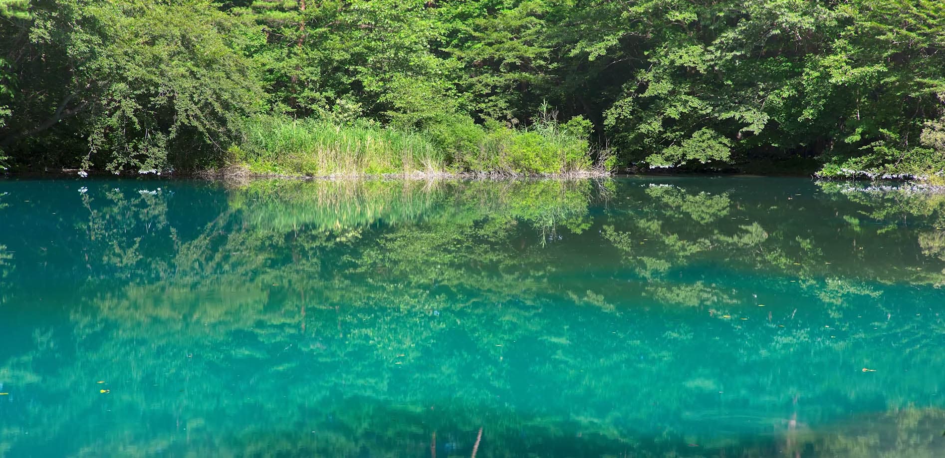 福島・五色沼湖沼群の夏_8K