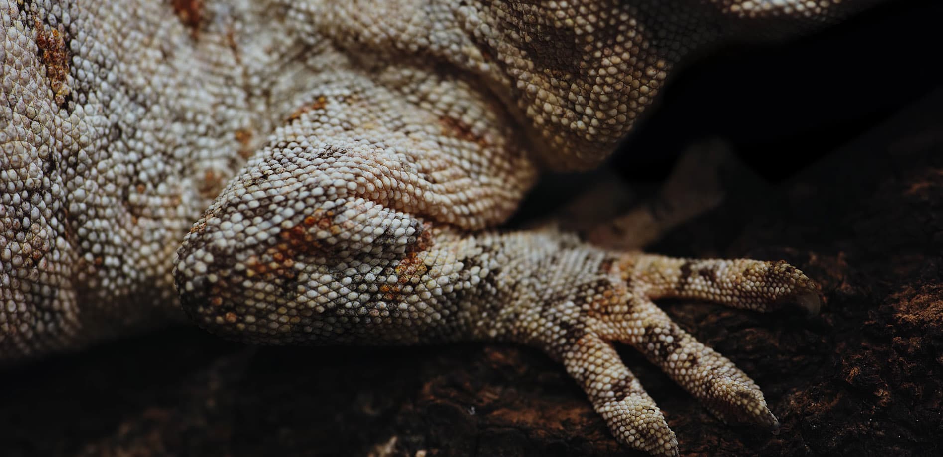 Close up_爬虫類_ガーゴイルゲッコー_8K