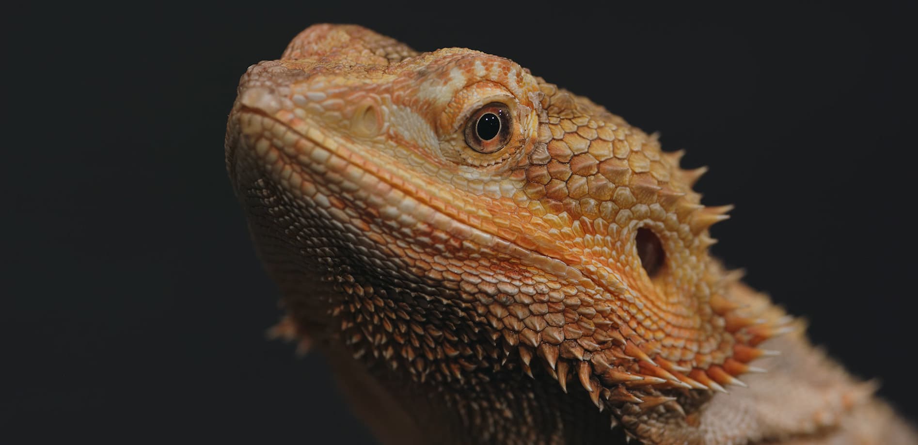 CLOSE UP_爬虫類_vol.2 フトアゴヒゲトカゲ