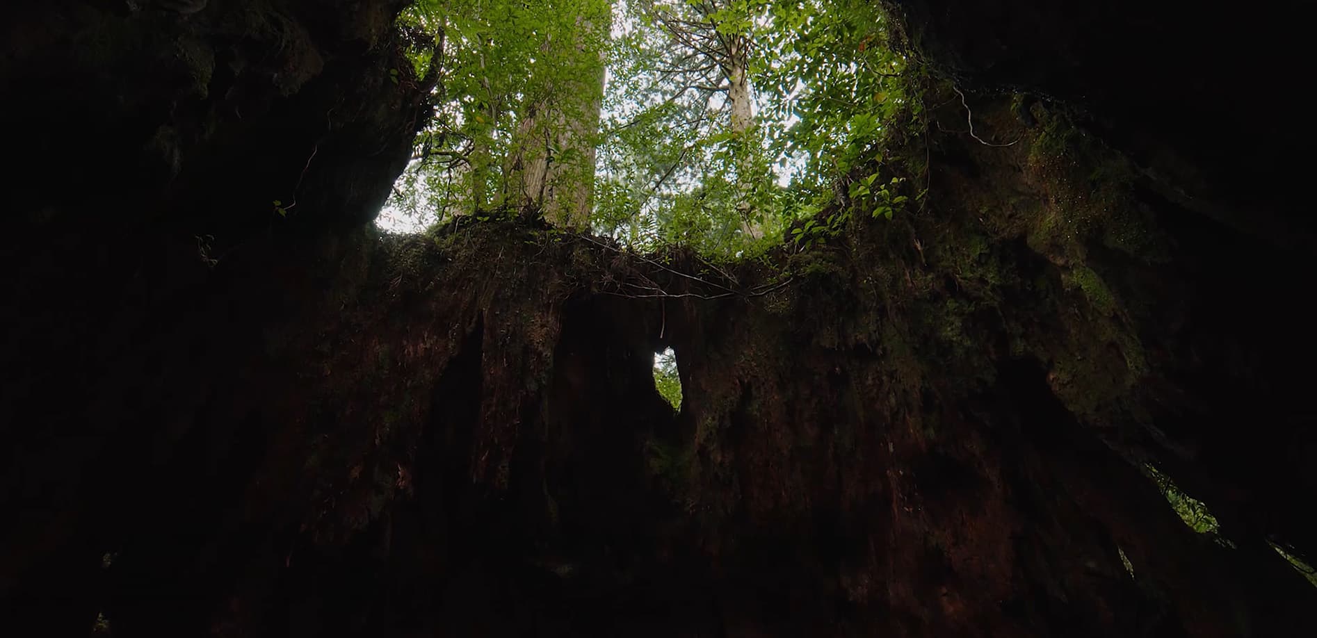 屋久島 vol.2 屋久杉