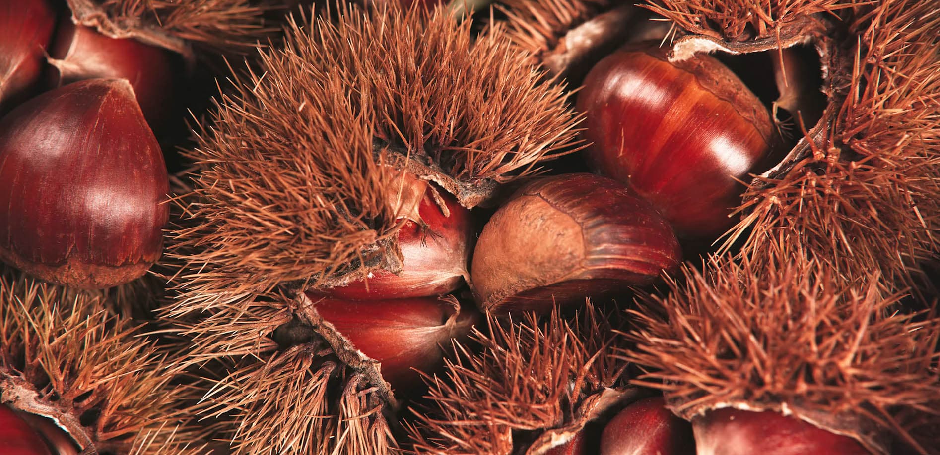 秋の味覚 CloseUp 栗_8K