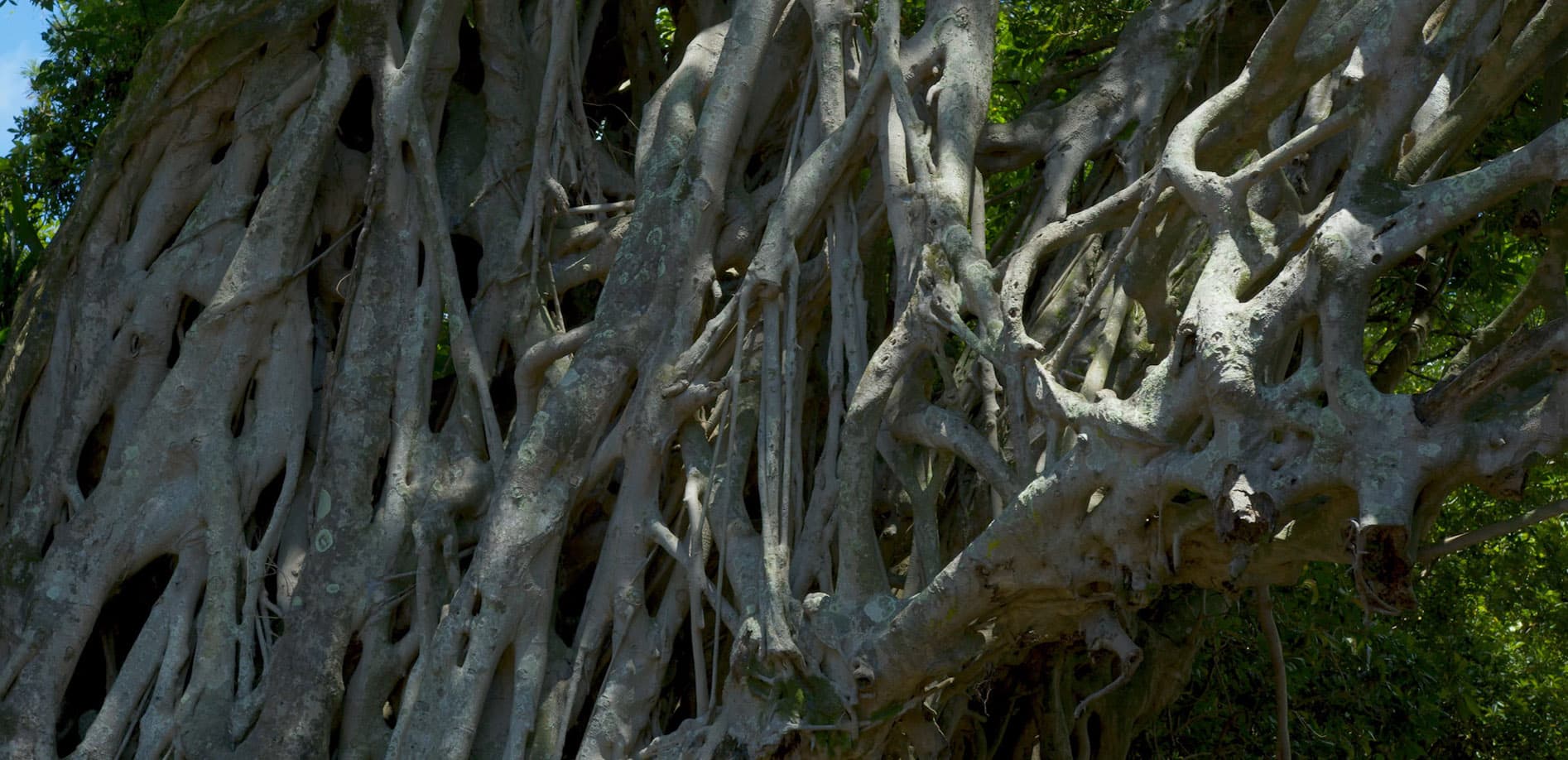 屋久島 Vol.3 ガジュマル