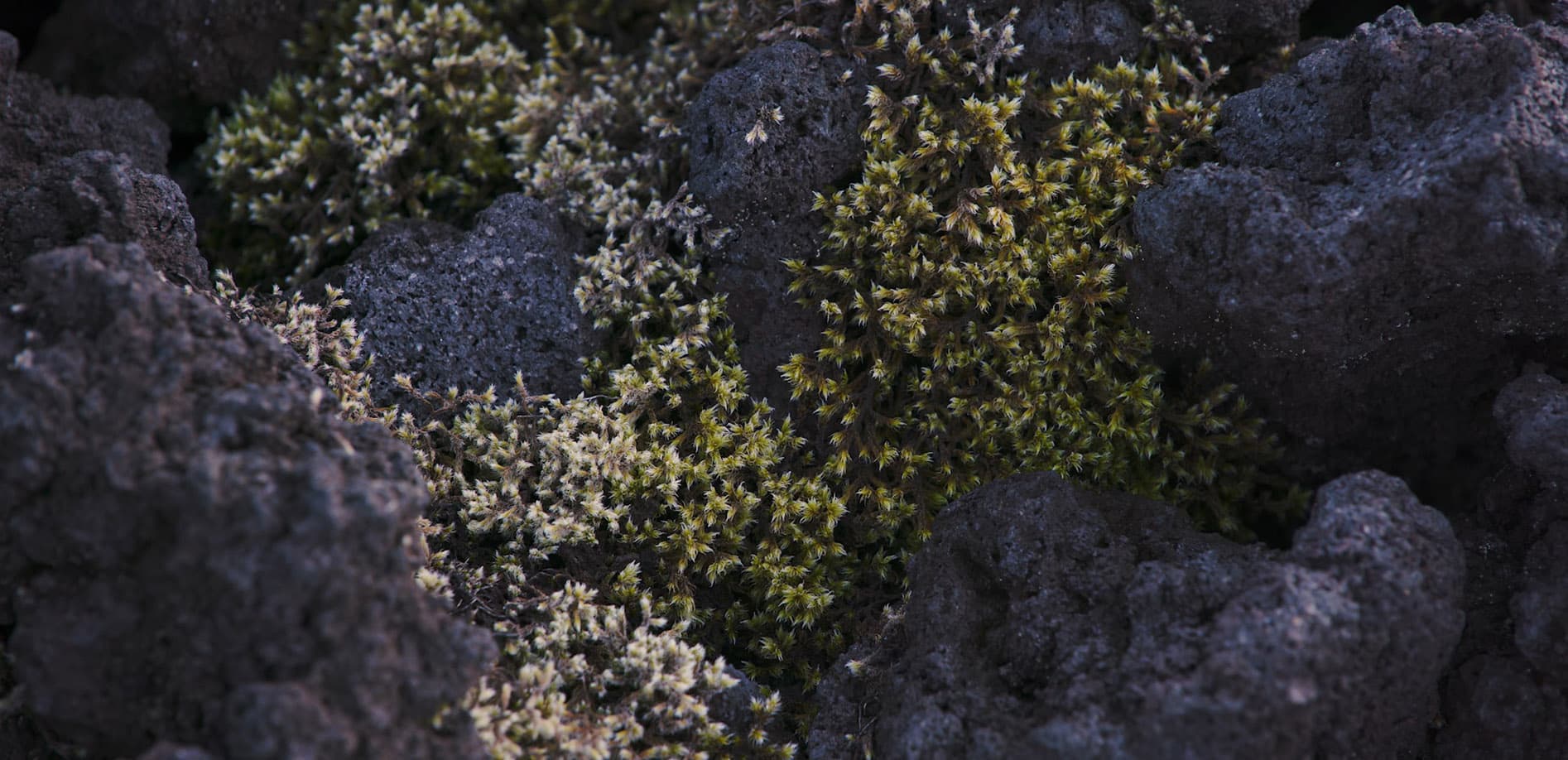 岩手山焼走り熔岩流_8K