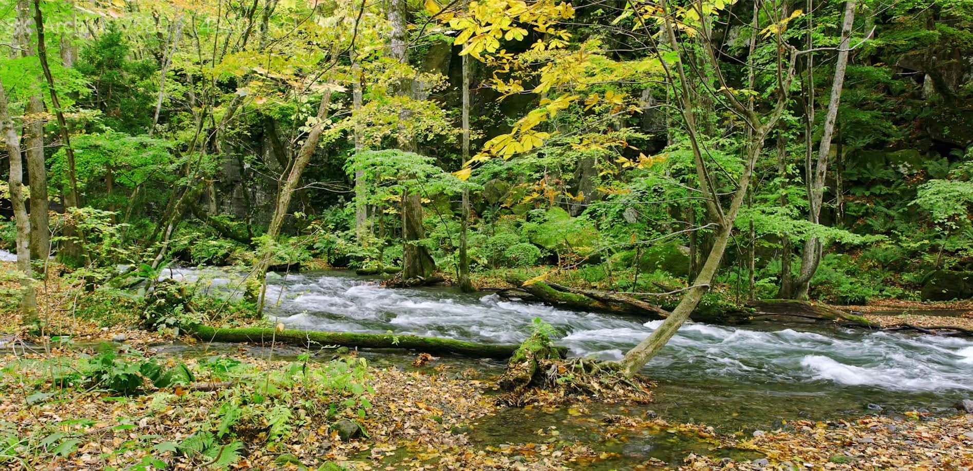 奥入瀬渓流 銚子大滝_8K